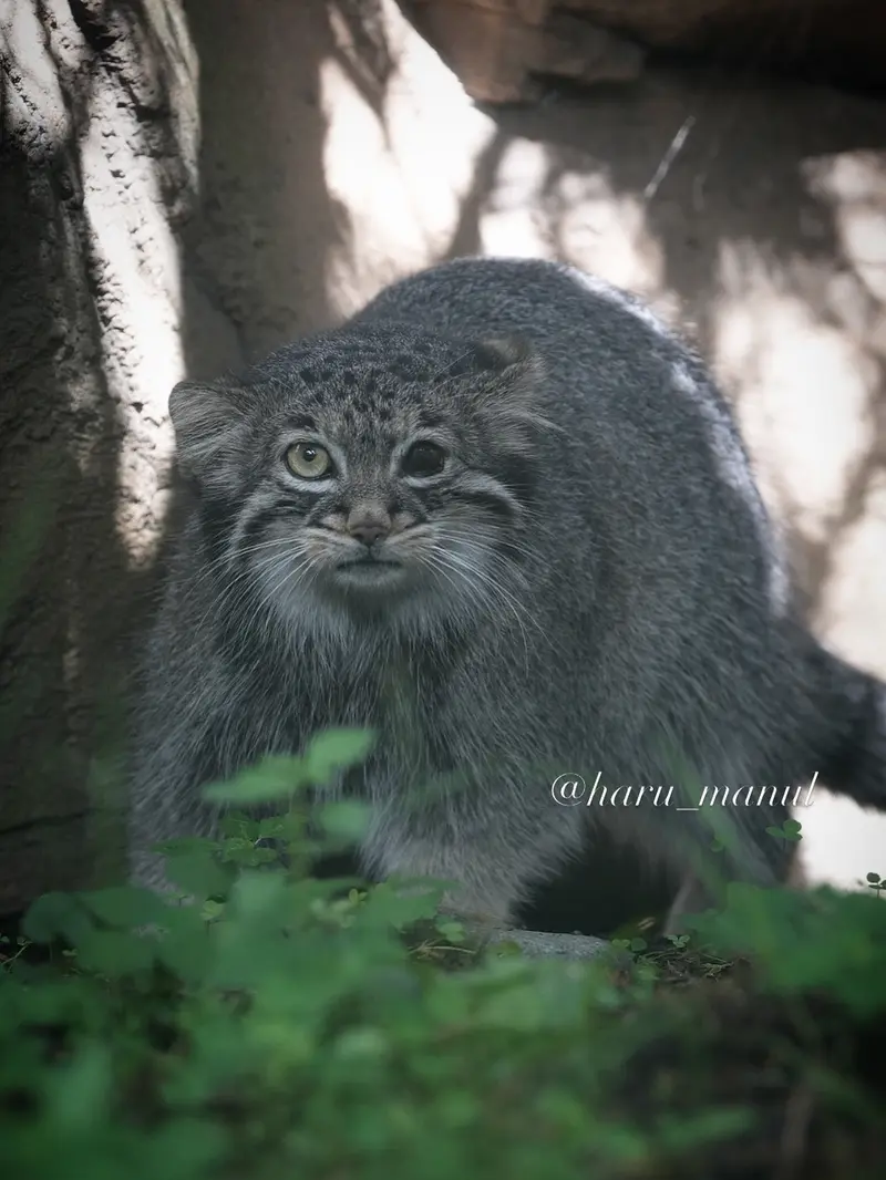 那須どうぶつ王国のアブリコースの写真