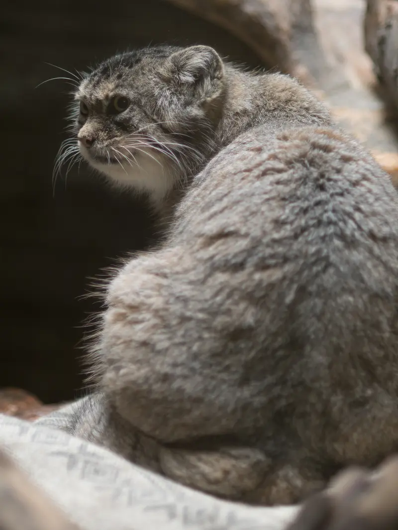 恩賜上野動物園のプリームラの写真