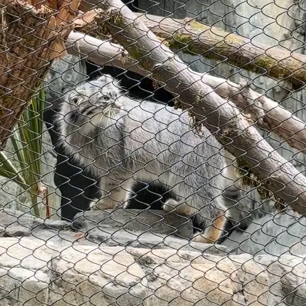 ウッドランド・パーク動物園のマヌルネコの写真