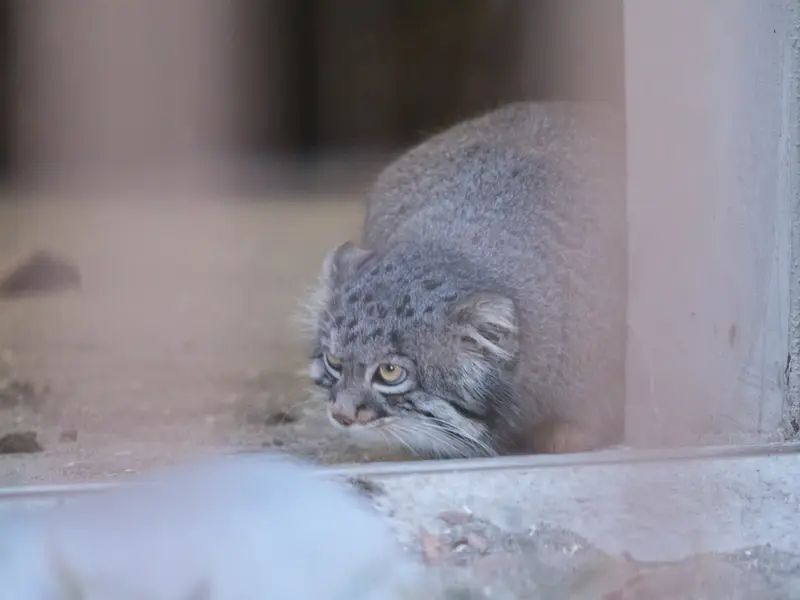 野毛山動物園のフィーガの写真