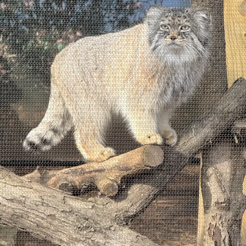 ポッター・パーク動物園のパジの写真