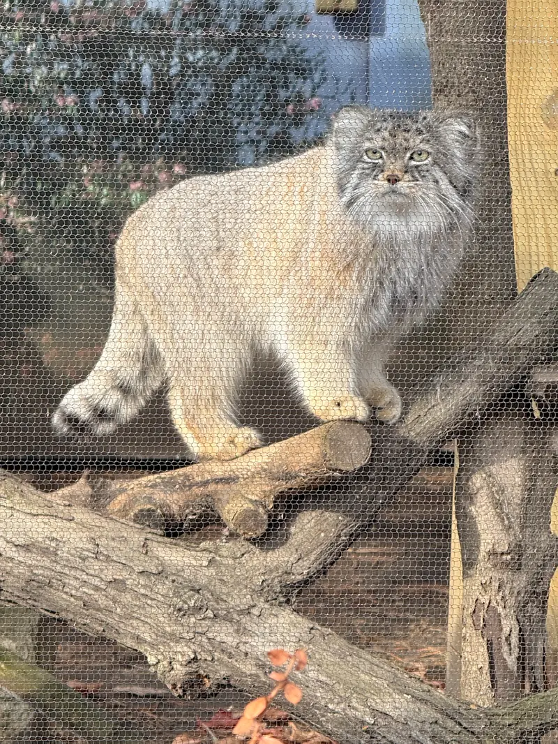 ポッター・パーク動物園のパジの写真
