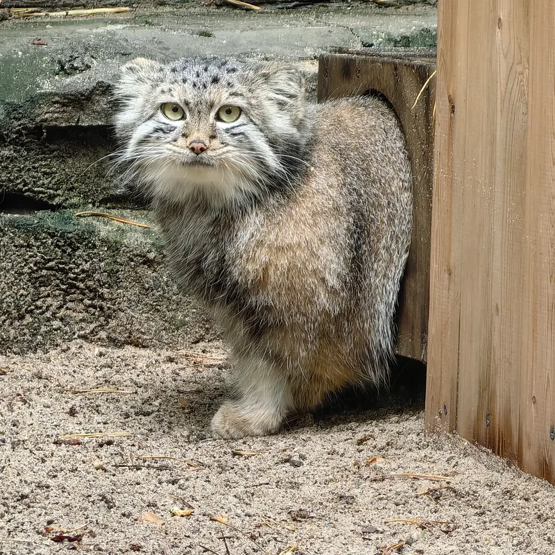 ノヴォシビルスク動物園のスネジャナの写真