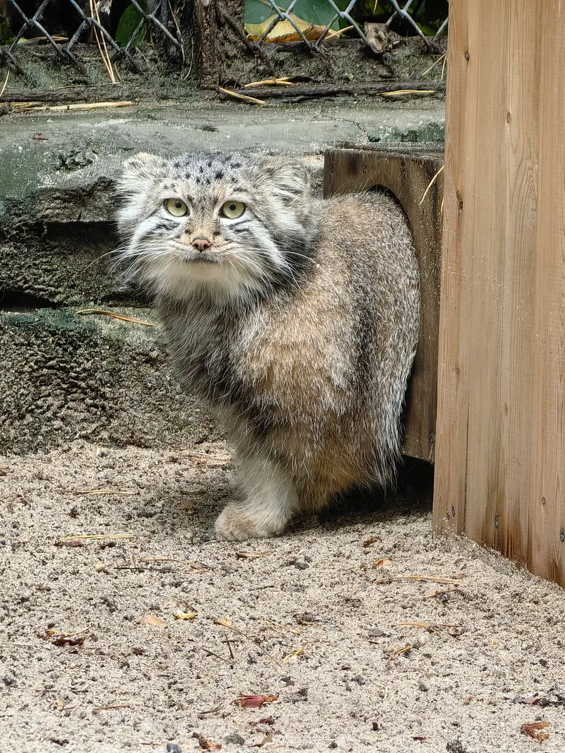 ノヴォシビルスク動物園のスネジャナの写真