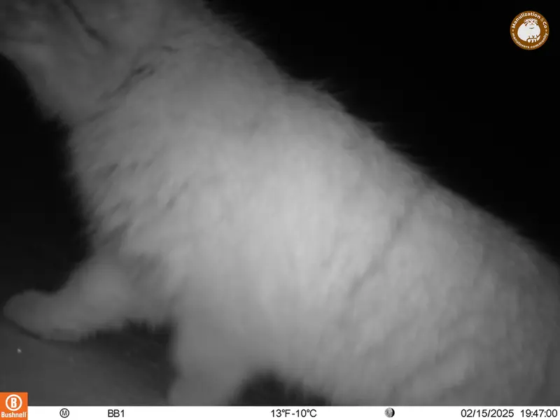 アクタス＝クンコラ［新］カメラトラップで撮影したOtocolobus manul manulの写真