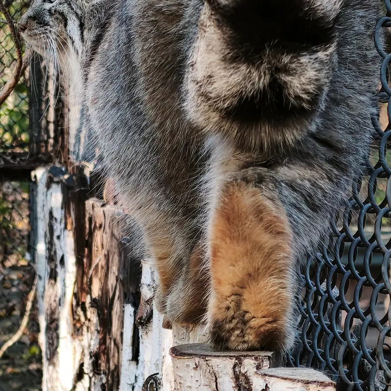 ノヴォシビルスク動物園のルフの写真
