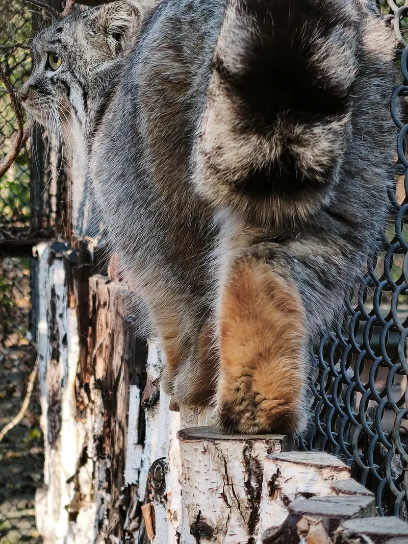 ノヴォシビルスク動物園のルフの写真