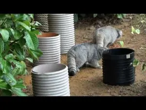 ビッグ・キャット・サンクチュアリのシヴァ、トゥーラとアドゥヴァの動画