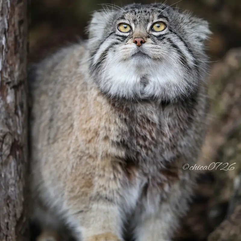 旭山動物園のグルーシャの写真