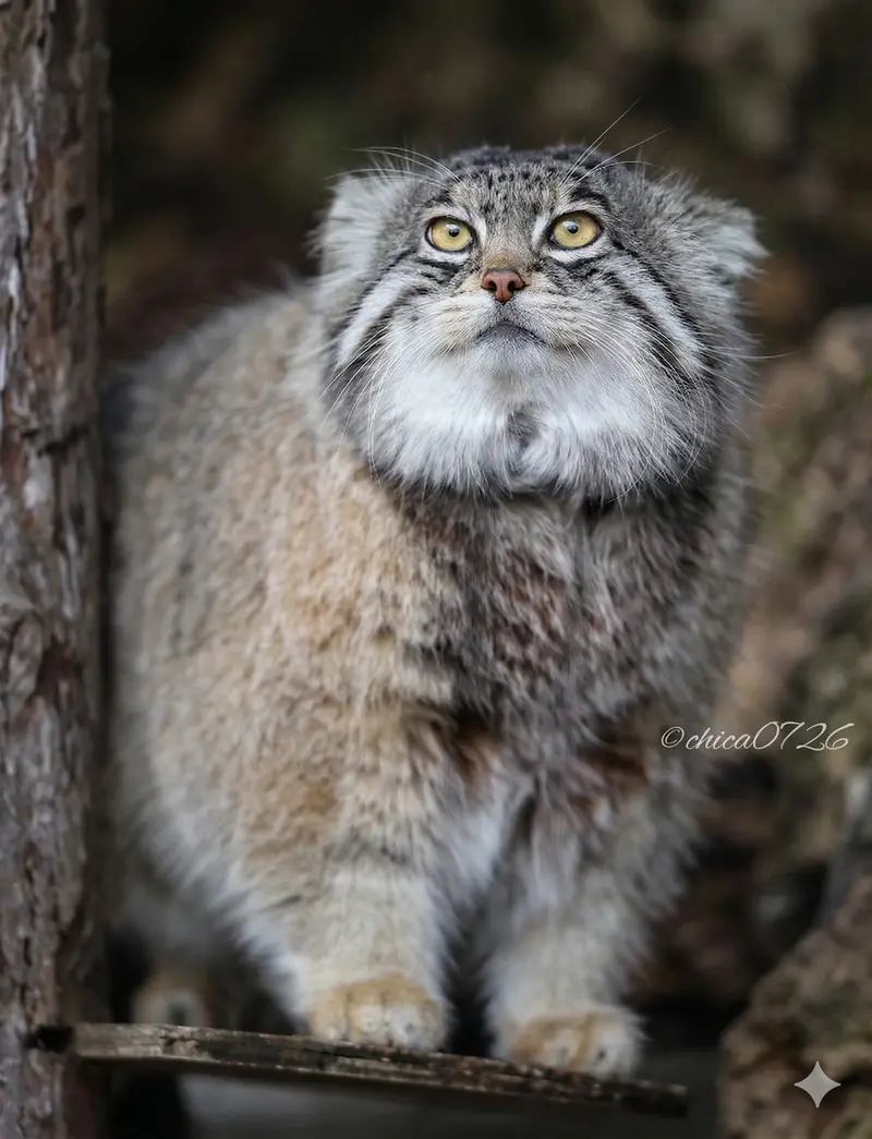旭山動物園のグルーシャの写真