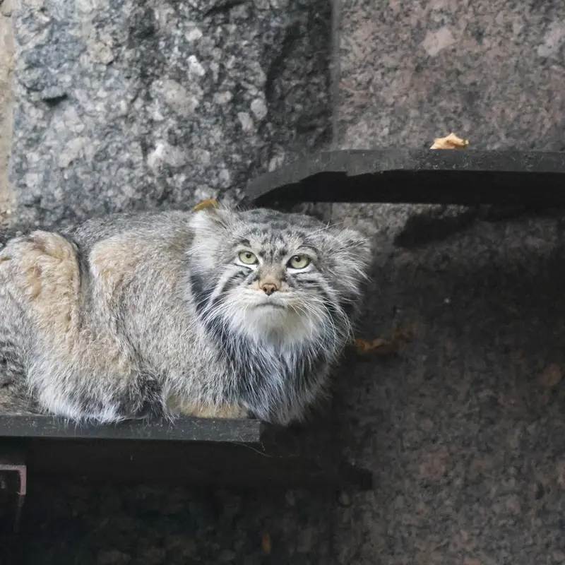 モスクワ動物園のティモフェイの写真