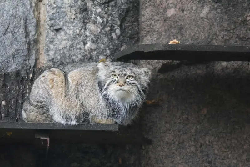モスクワ動物園のティモフェイの写真