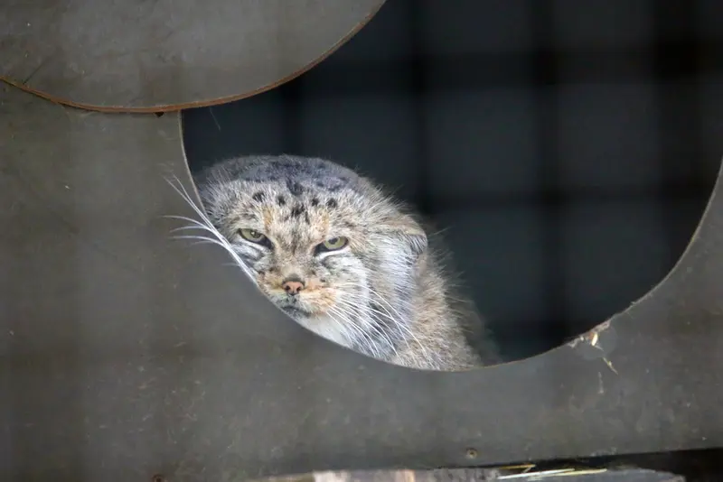 コシツェ動物園のアラニの写真