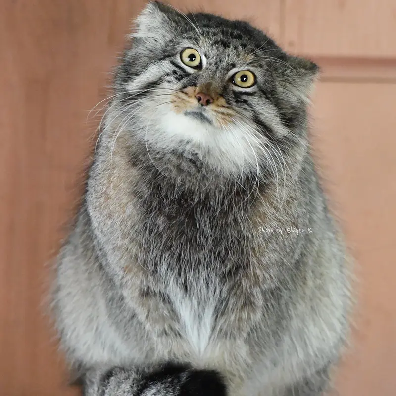 埼玉県こども動物自然公園のシャルの写真