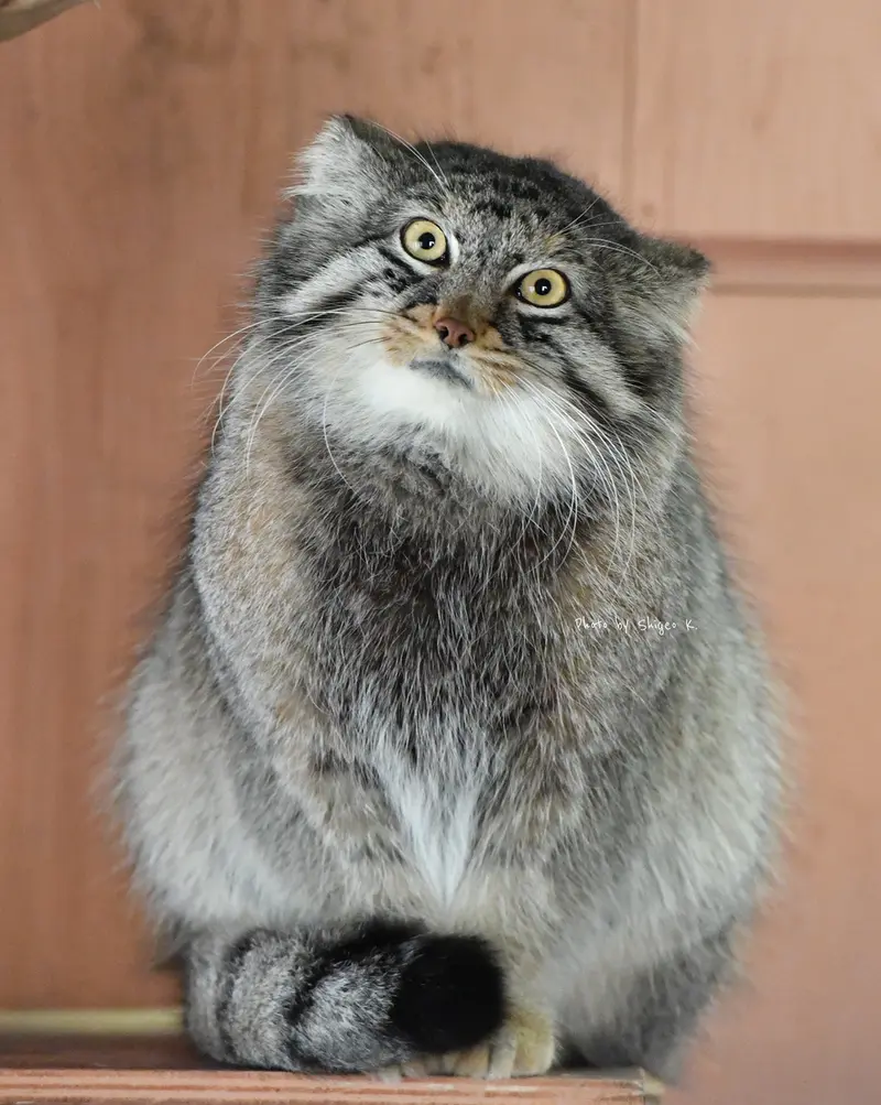 埼玉県こども動物自然公園のシャルの写真