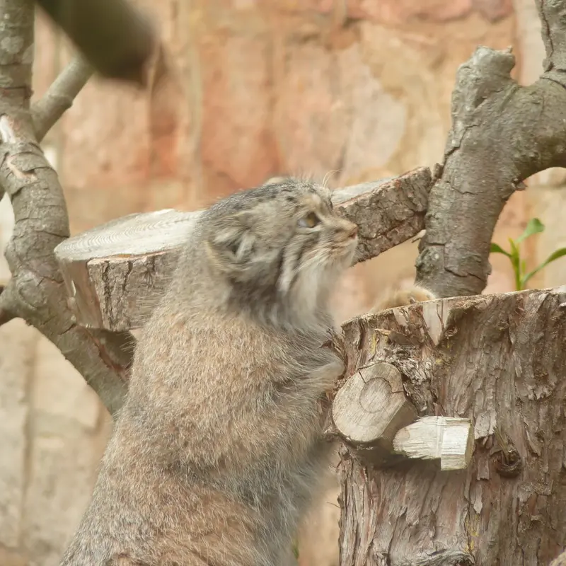 エディンバラ動物園のダッチェスの写真