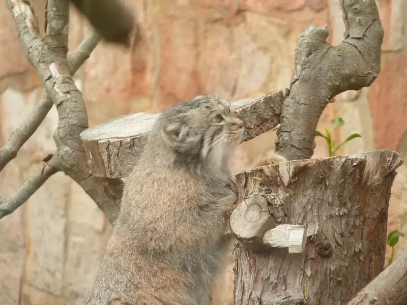 エディンバラ動物園のダッチェスの写真