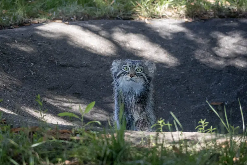 モスクワ動物園のティモフェイの写真