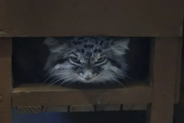 マヌルネコの写真