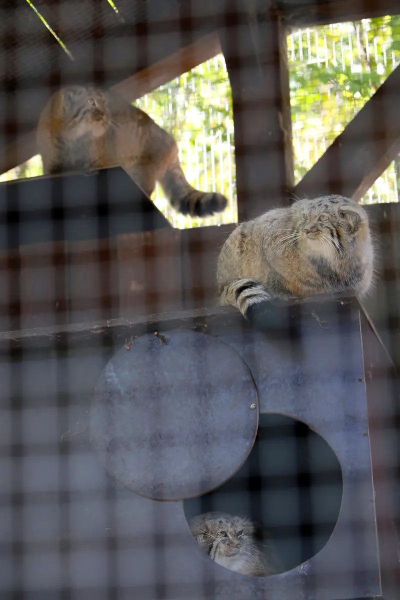 コシツェ動物園のアラニ、アラニの子（2026年生まれ）Ⅰとアラニの子（2026年生まれ）Ⅱの写真
