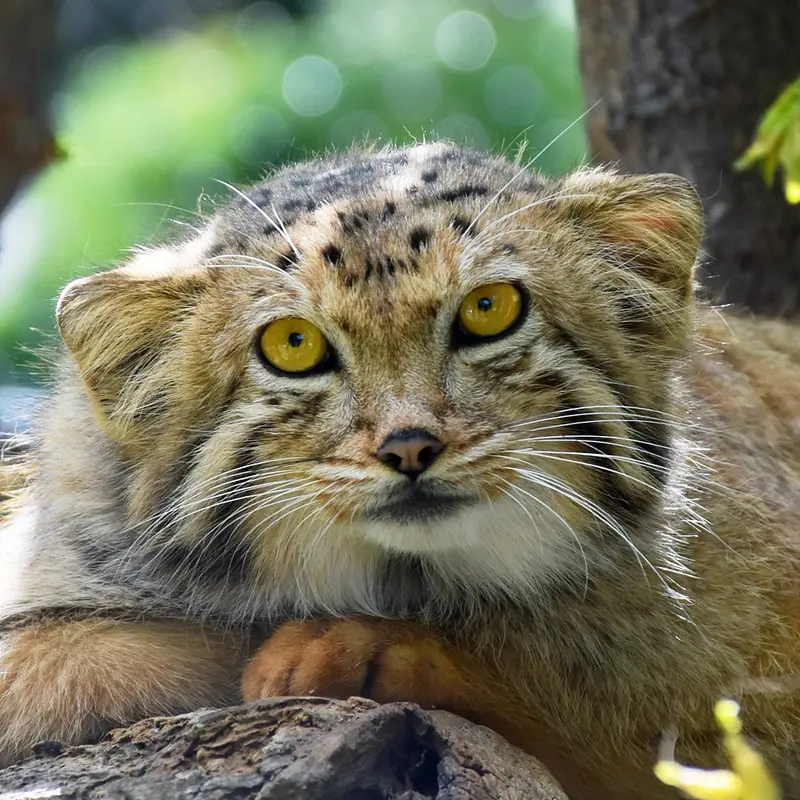 エレバン動物園のマヌルネコのマノー