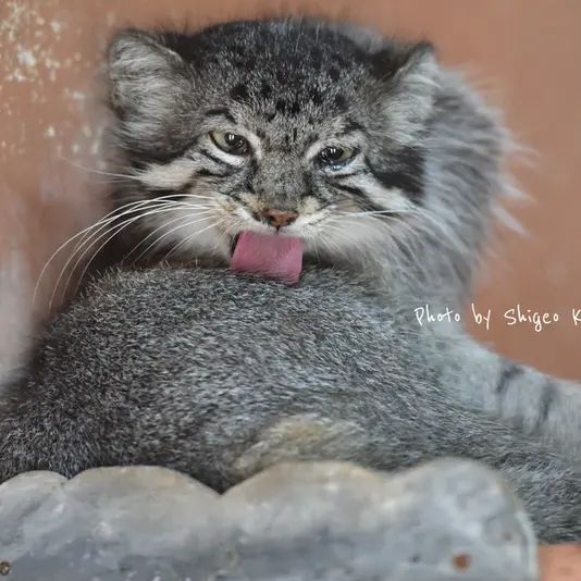 埼玉県こども動物自然公園のタビーの写真
