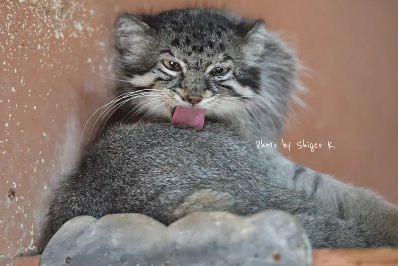 埼玉県こども動物自然公園のタビーの写真
