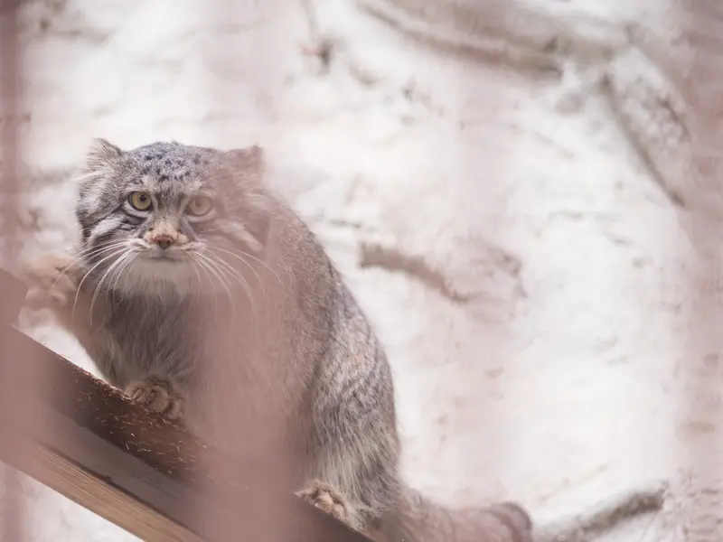 野毛山動物園のフィーガの写真