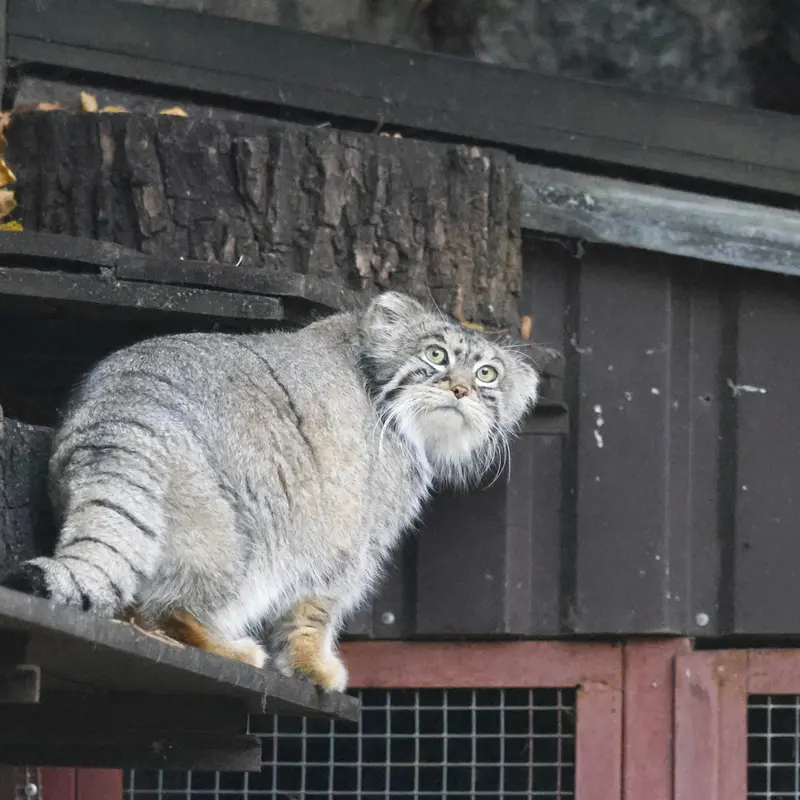 モスクワ動物園のティモフェイの写真