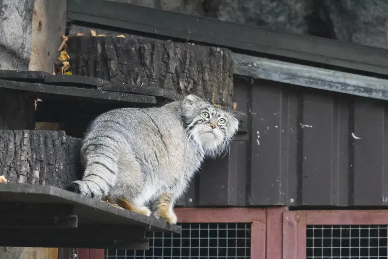モスクワ動物園のティモフェイの写真