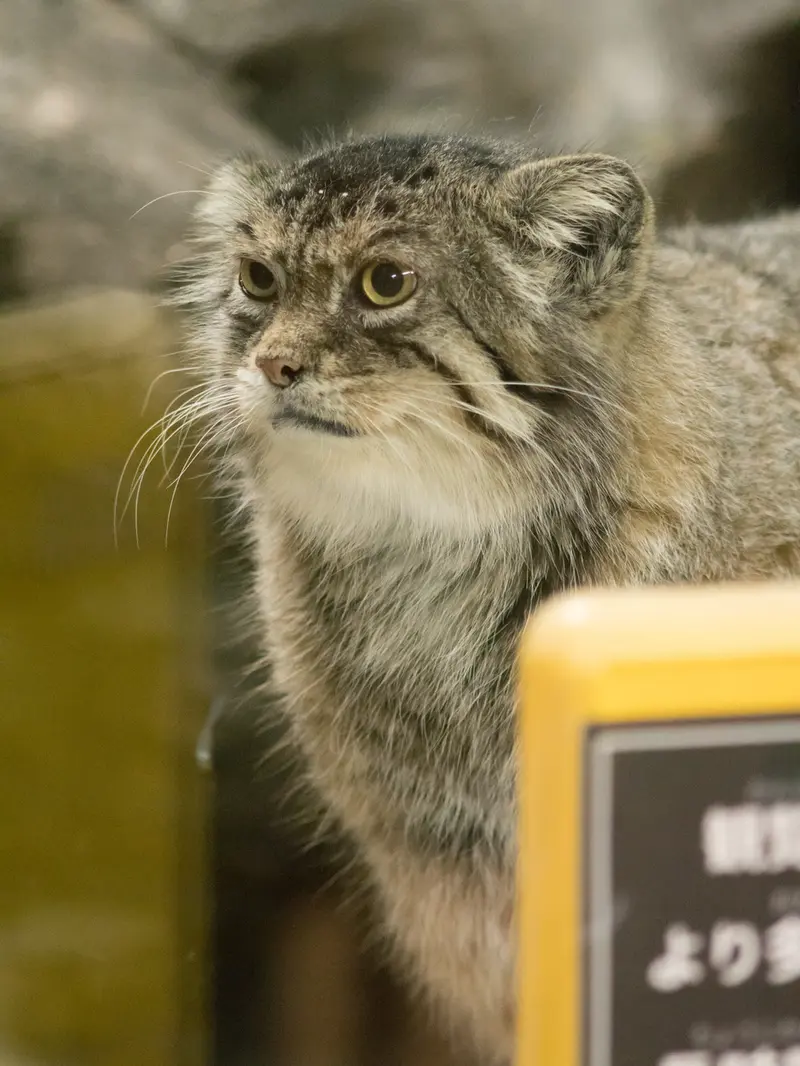 恩賜上野動物園のプリームラの写真