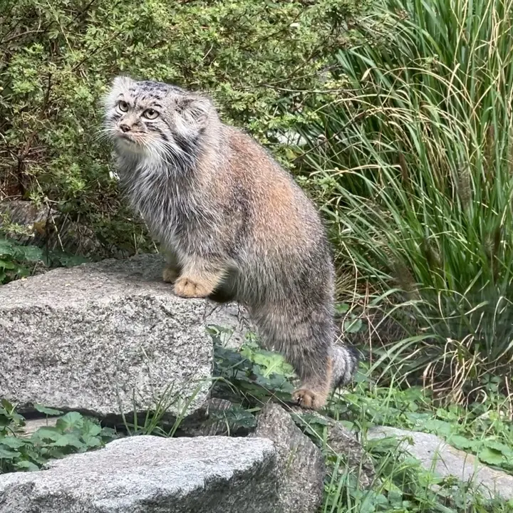 ヴロツワフ動物園のマヌルネコの写真