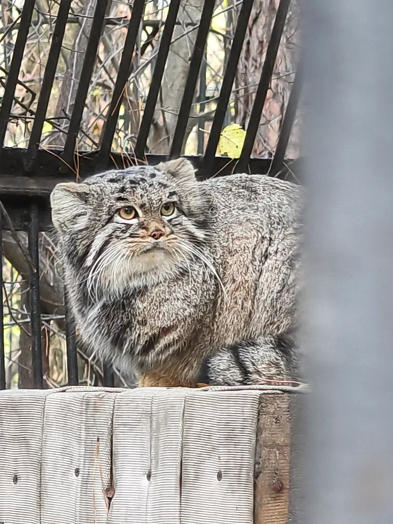 ノヴォシビルスク動物園のカトゥンの写真