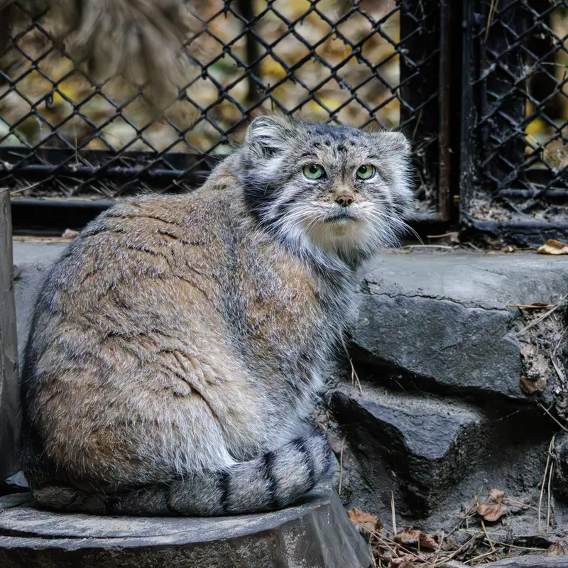 ノヴォシビルスク動物園のラストチカの写真