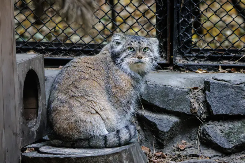 ノヴォシビルスク動物園のラストチカの写真