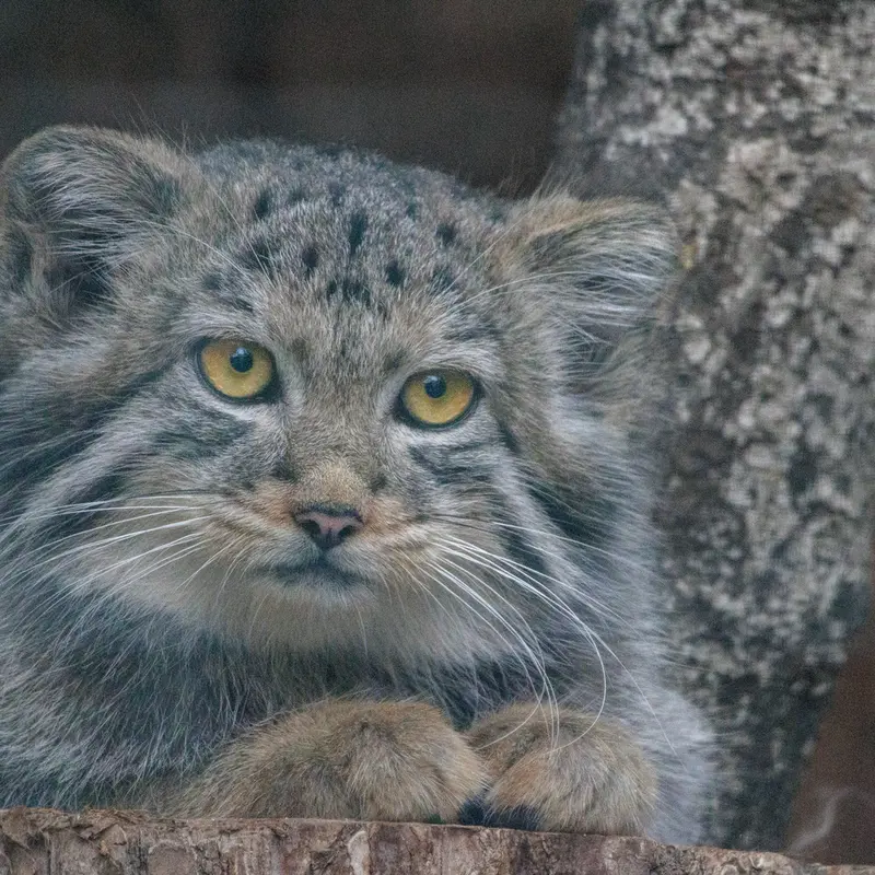 レニングラード動物園のアクサの写真