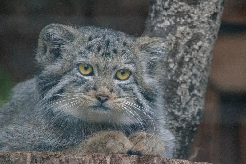 レニングラード動物園のアクサの写真