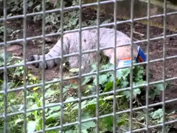 ザールブリュッケン動物園のカール・ハインツの動画
