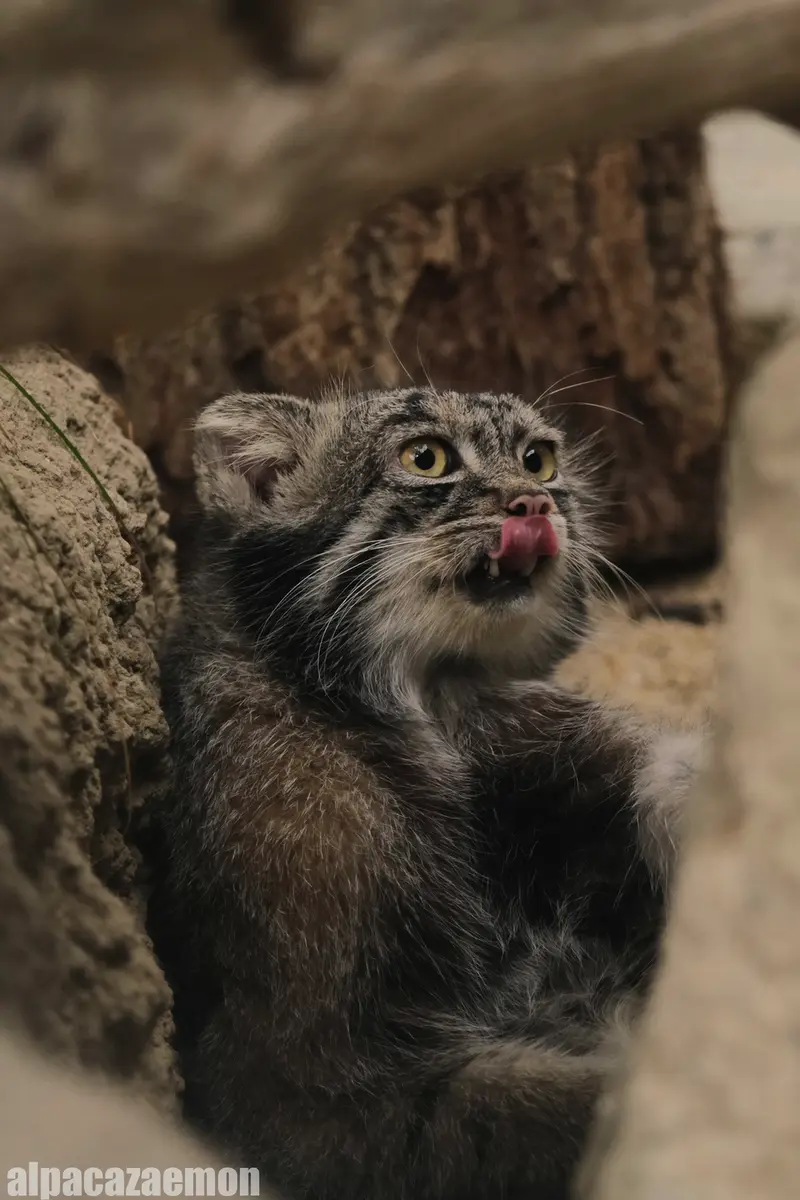 神戸どうぶつ王国のナルの写真