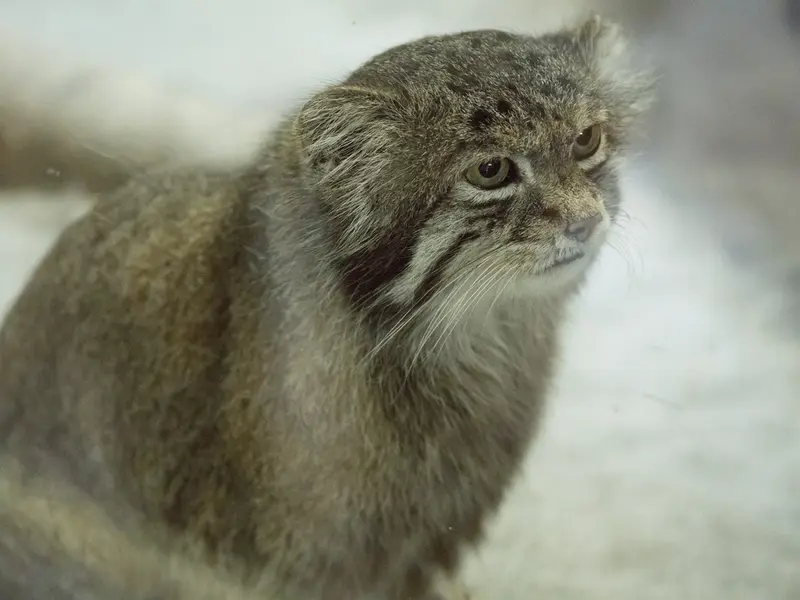 恩賜上野動物園のクリョンの写真