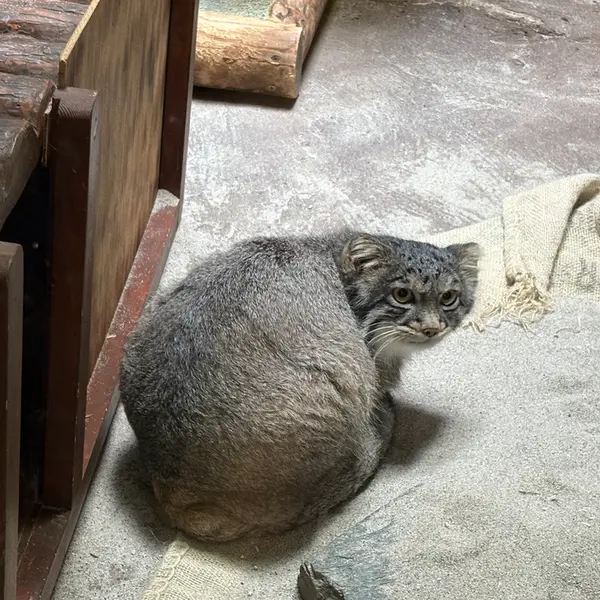 恩賜上野動物園のフィーガの写真