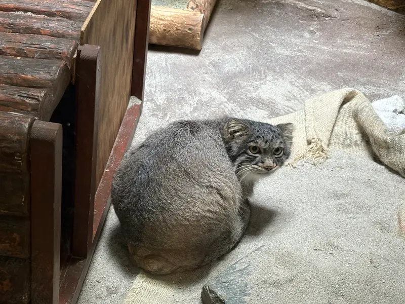 恩賜上野動物園のフィーガの写真