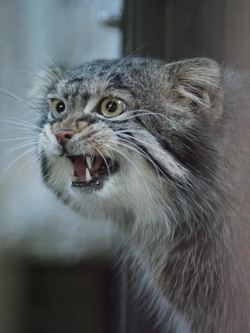 野毛山動物園のフィーガの写真
