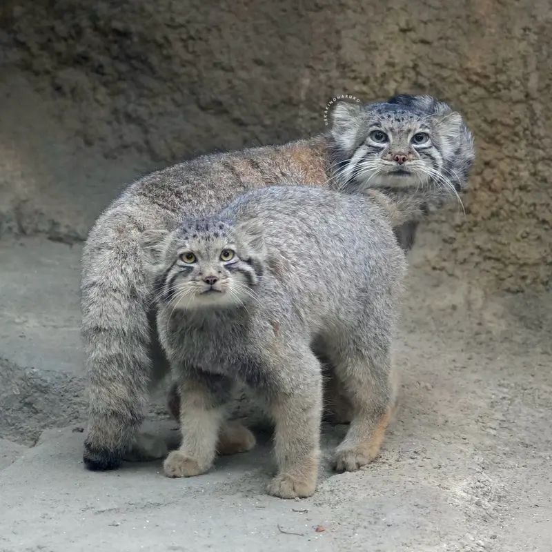 神戸どうぶつ王国のアズとサンの写真