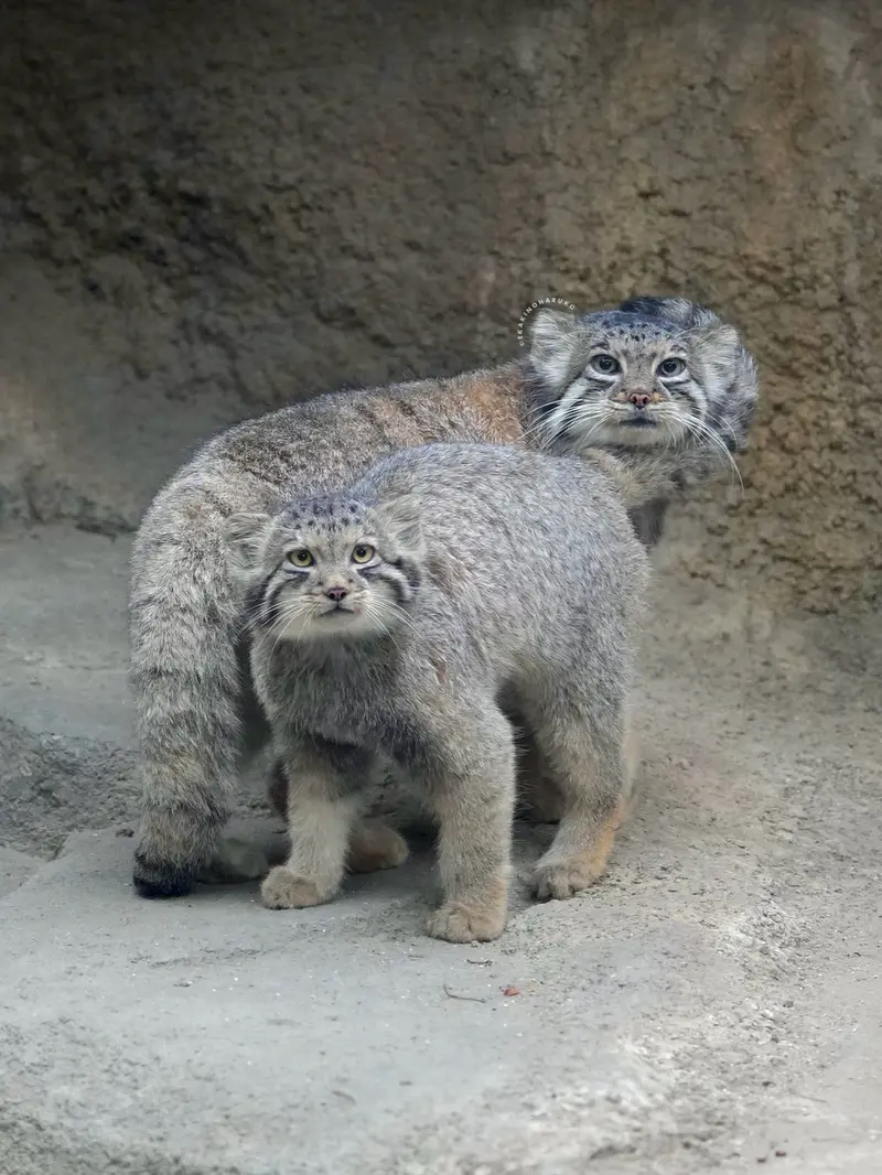 神戸どうぶつ王国のアズとサンの写真