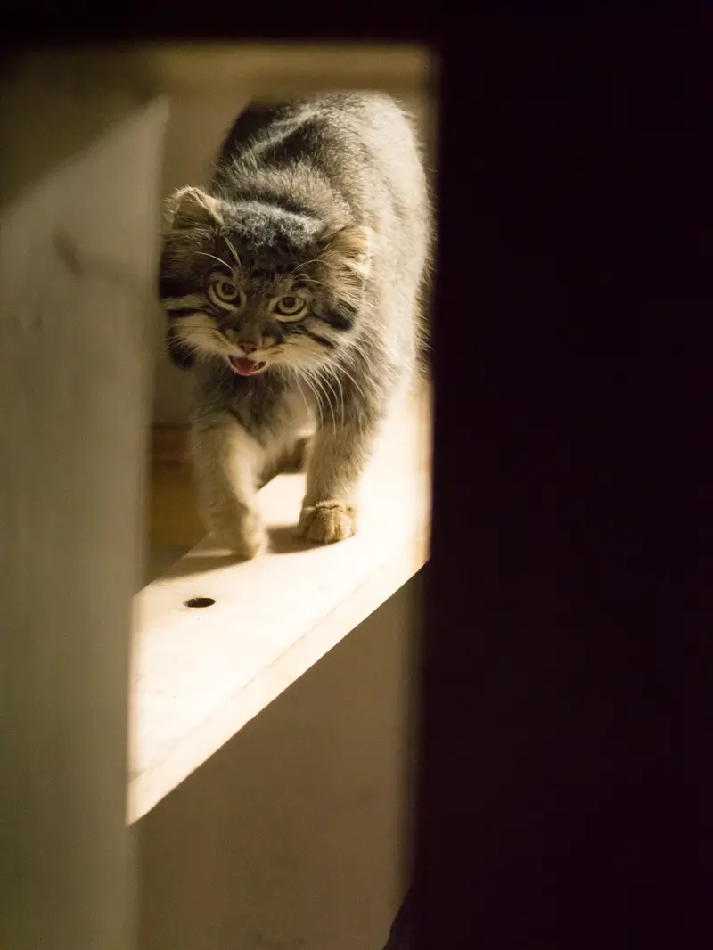 野毛山動物園のフィーガの写真