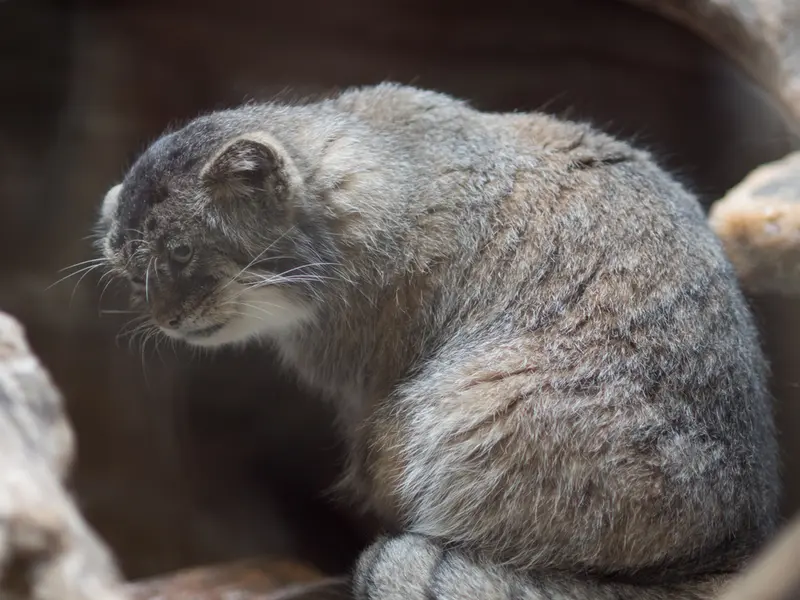 恩賜上野動物園のプリームラの写真