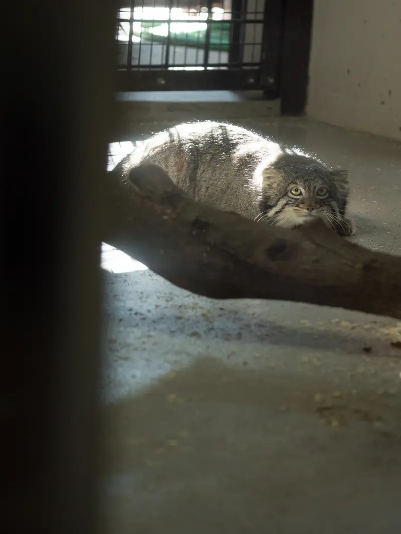 野毛山動物園のフィーガの写真