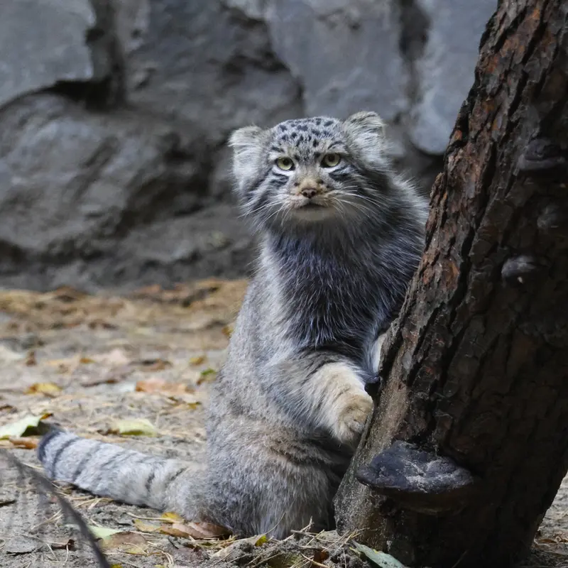 ノヴォシビルスク動物園のロロの息子 b.2026 Ⅱの写真