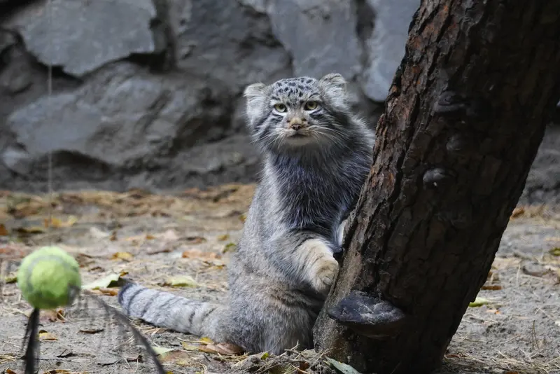 ノヴォシビルスク動物園のロロの息子 b.2026 Ⅱの写真